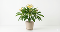 Horty · Outdoor · Plumeria (Frangipani)