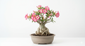 Horty · Outdoor · Adenium (Outdoor / Bonsai-form)