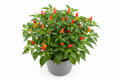 Horty · Edible · Bird's Eye Chilli