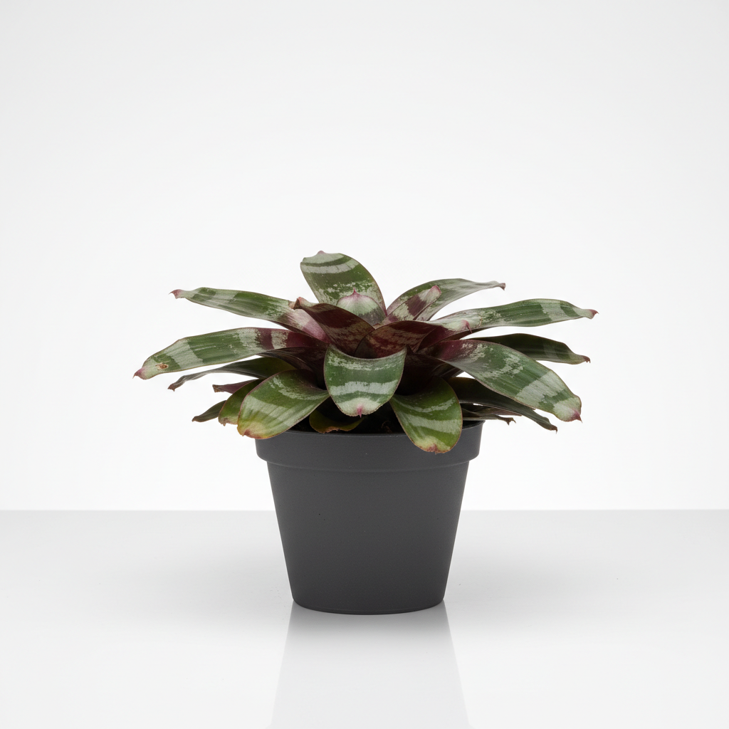 Horty · Hard-to-Kill · Bromeliad Earth Star (Cryptanthus)