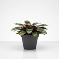 Horty · Hard-to-Kill · Bromeliad Earth Star (Cryptanthus)