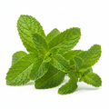 Horty · Edible · Mint (Pudina)