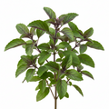 Horty · Edible · Tulsi / Holy Basil (Ocimum tenuiflorum)