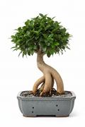 Horty · Hard-to-Kill · Ficus Ginseng (Bonsai-form)