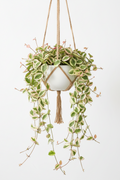 Horty · Hanging · Hoya Australis Lisa