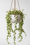 Horty · Hanging · Hoya 'Hindu Rope' Variegated