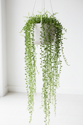 Horty · Hanging · String of Pearls (Senecio rowleyanus)
