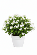 Horty · Outdoor · Jasmine (Mogra / Sampige)
