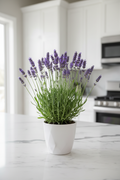 Horty · Outdoor · Lavender