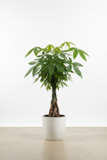 Horty · Hard-to-Kill · Money Tree (Pachira aquatica)