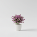 Horty · Outdoor · Bougainvillea