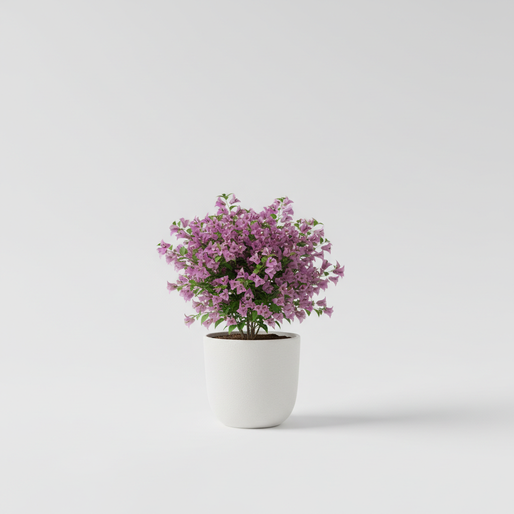 Horty · Outdoor · Bougainvillea