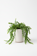 Horty · Hanging · Fishbone Cactus (Selenicereus anthonyanus)