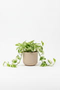 Horty · Hanging · Pearls and Jade Pothos