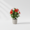 Horty · Outdoor · Hibiscus (Indian Rose Mallow)